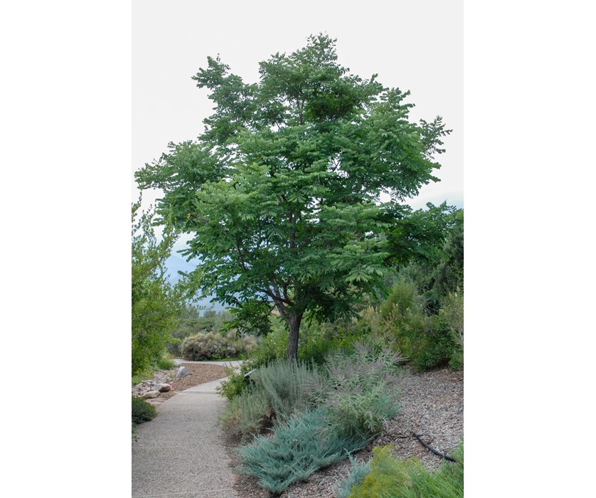 Kentucky Coffeetree